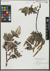 Foto von Salix hastata L.